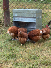 Feed Boss Chicken Feeder